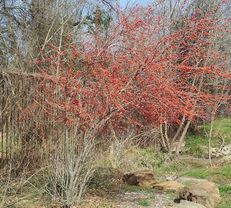 What possumhaw can—and cannot—do for bluebirds