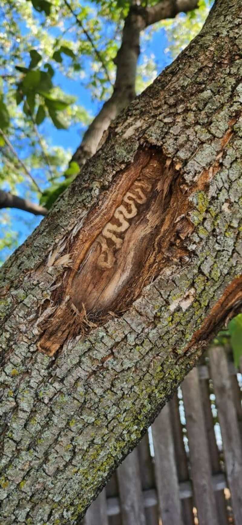 What should homeowners inspect beneath the canopy?