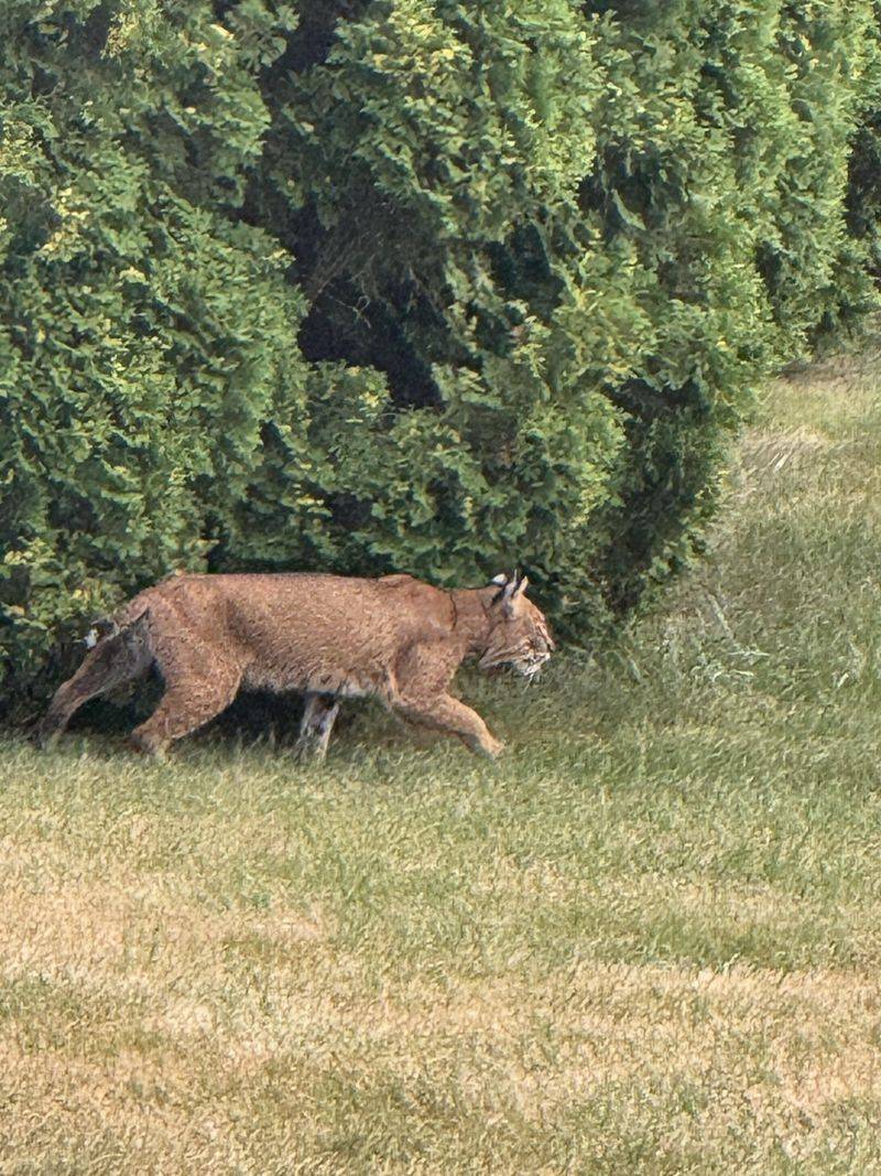 What should you do while the bobcat is still outside?