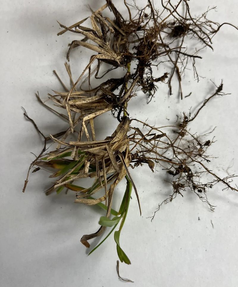 What take-all root rot does below the turf What take-all root rot does below the turf