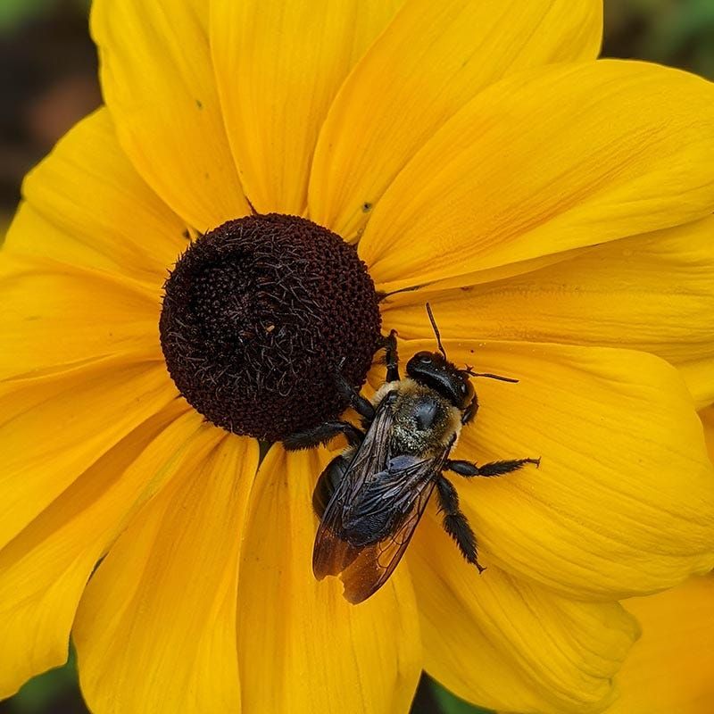 What the 17-bee number actually measures
