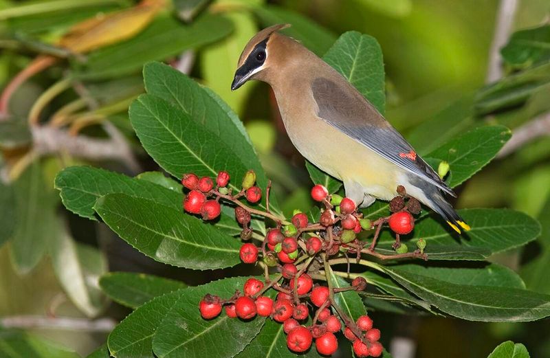 What the Cedar Waxwing evidence actually shows What the Cedar Waxwing evidence actually shows