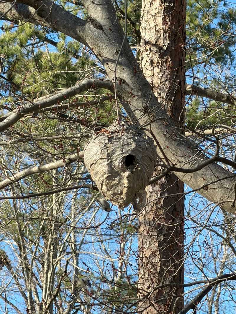 What the Hornet-Nest Evidence Actually Shows