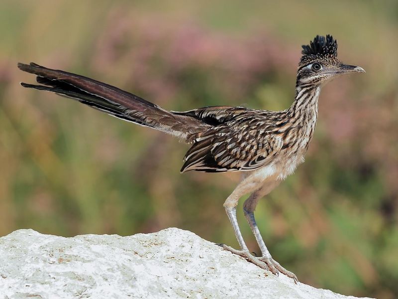 What the Sighting Can Suggest About the Landscape