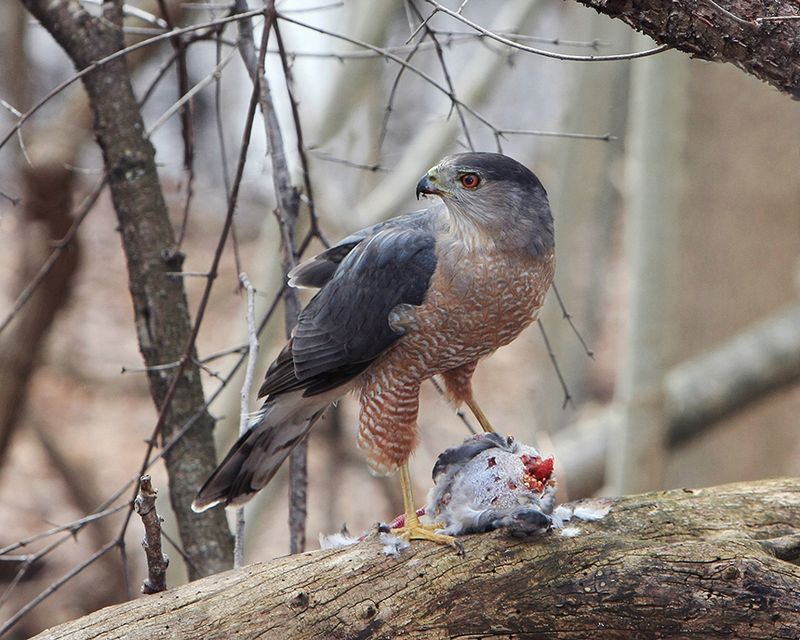 What the hawk does—and does not—say about your yard What the hawk does—and does not—say about your yard