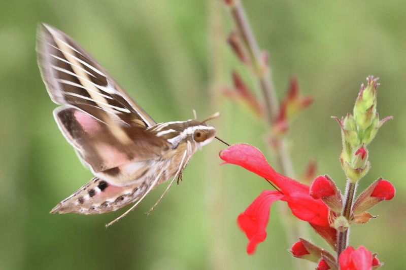 What the hovering moth really means for your yard