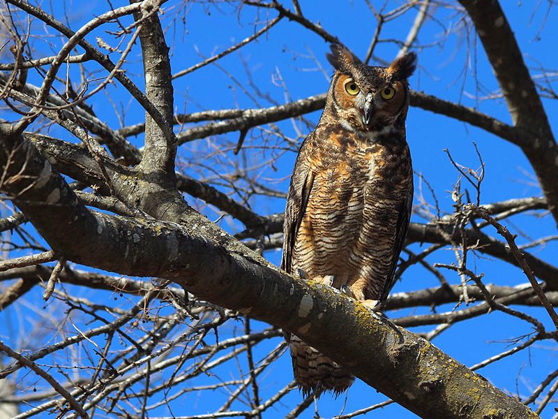 What the owl may actually be hunting What the owl may actually be hunting
