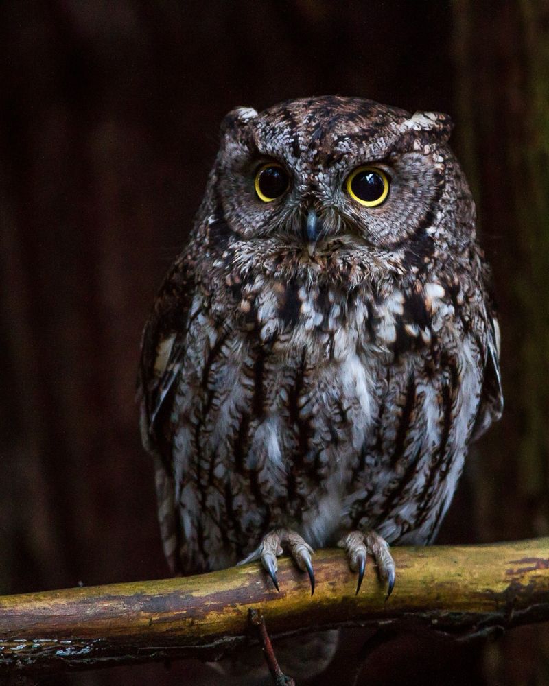 What the owl’s nighttime call can—and cannot—tell you