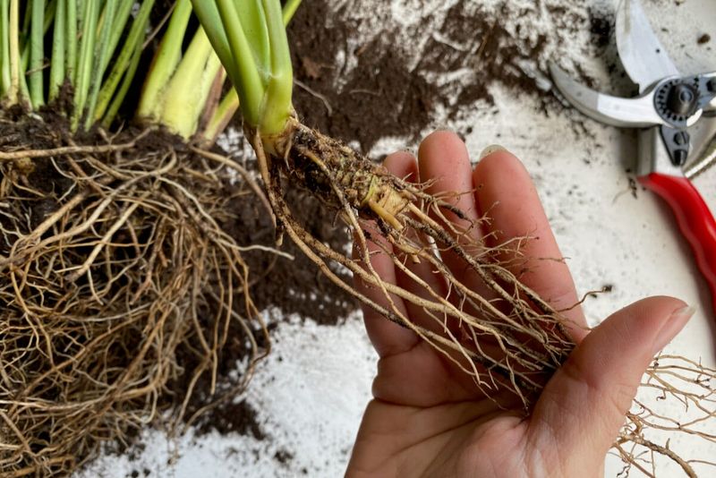 What the roots reveal