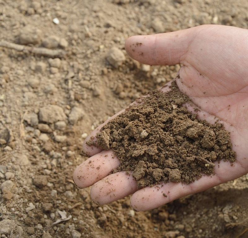 What the soil test cannot tell you