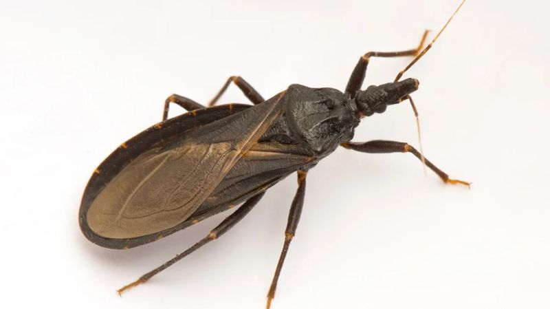 What to do if you already crushed the bug