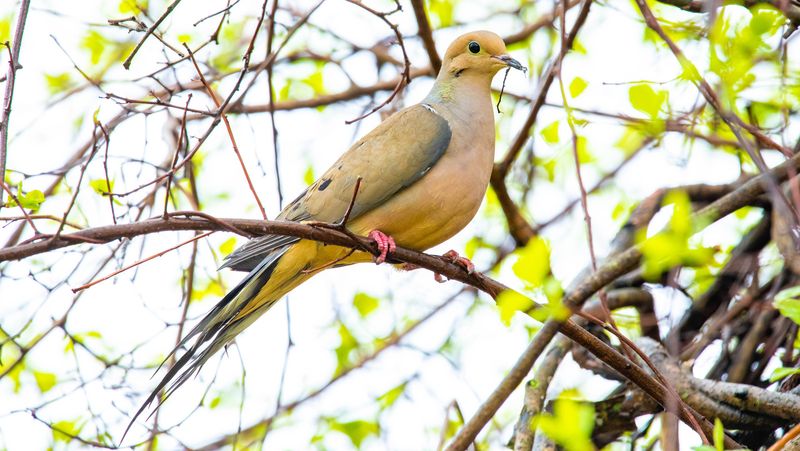 What woody cover can offer mourning doves