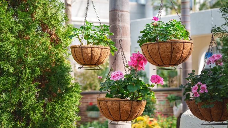 When Afternoon Wilting Is Not a Thirst Signal