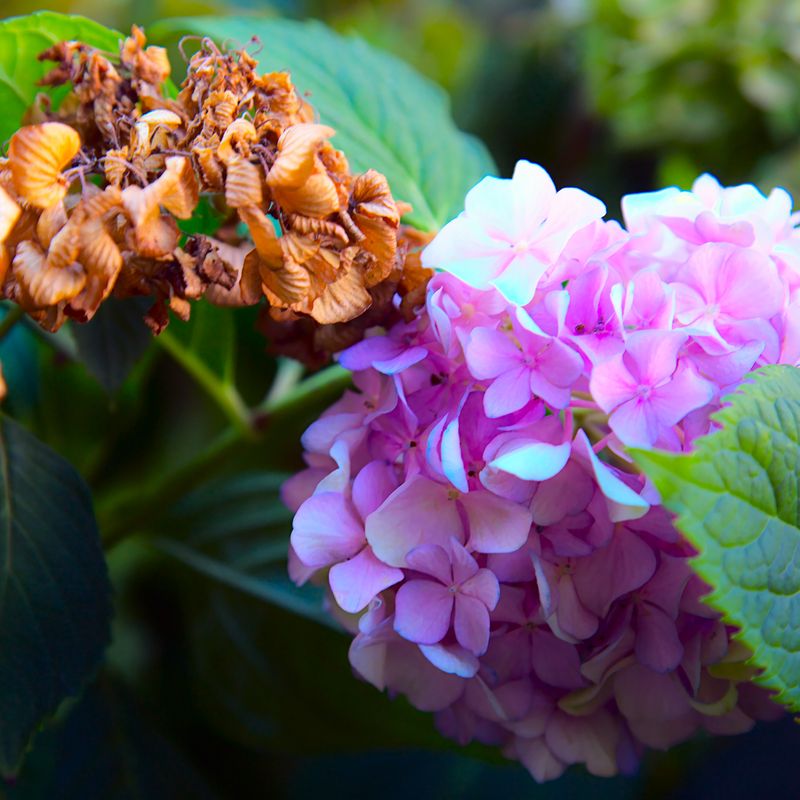 When brown petals point to Botrytis or another problem