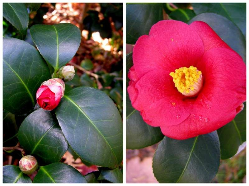 When fall soil is dry, watering can protect developing flower buds
