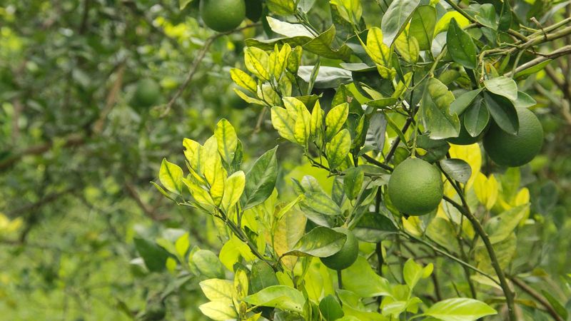 When green fruit points beyond an ordinary delay