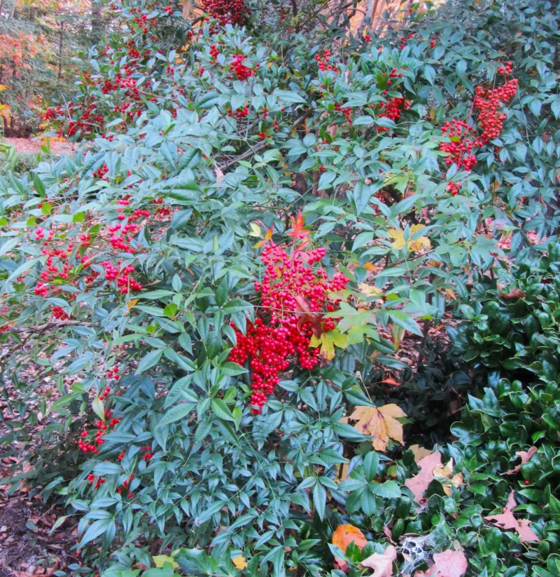 When nandina becomes a problem in a North Carolina foundation When nandina becomes a problem in a North Carolina foundation
