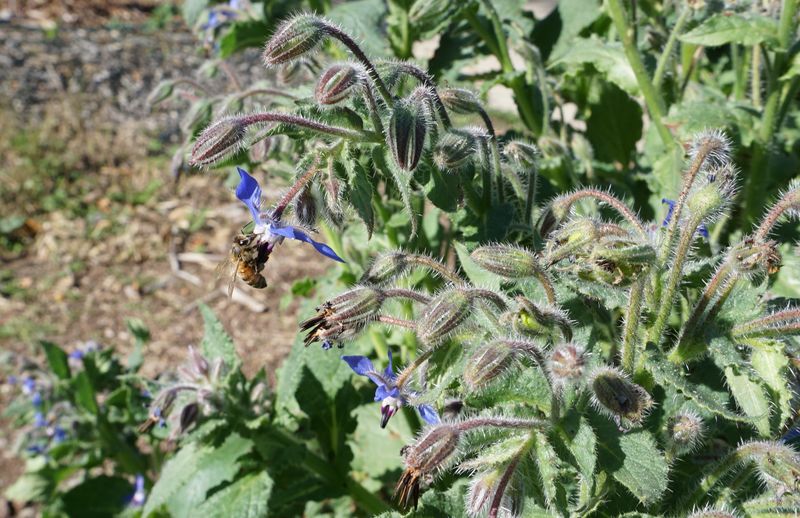When should California gardeners cut or leave stems? When should California gardeners cut or leave stems?