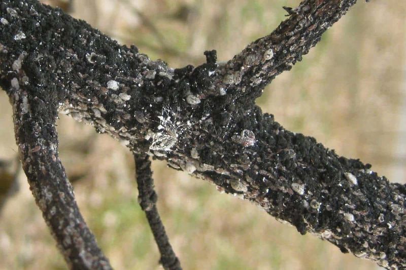 When the coating becomes noticeable, inspect instead of assuming a season