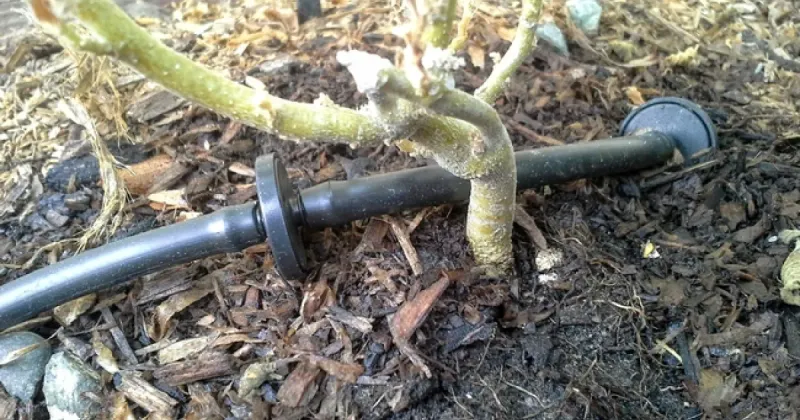 When the plant needs water, apply it slowly at the base