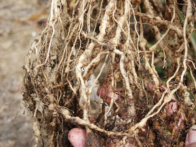 When the roots look fine, investigate light, weather, and regional threats