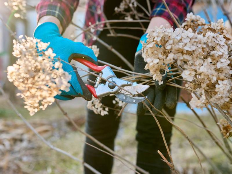 When the variety is uncertain, preserve the existing stems