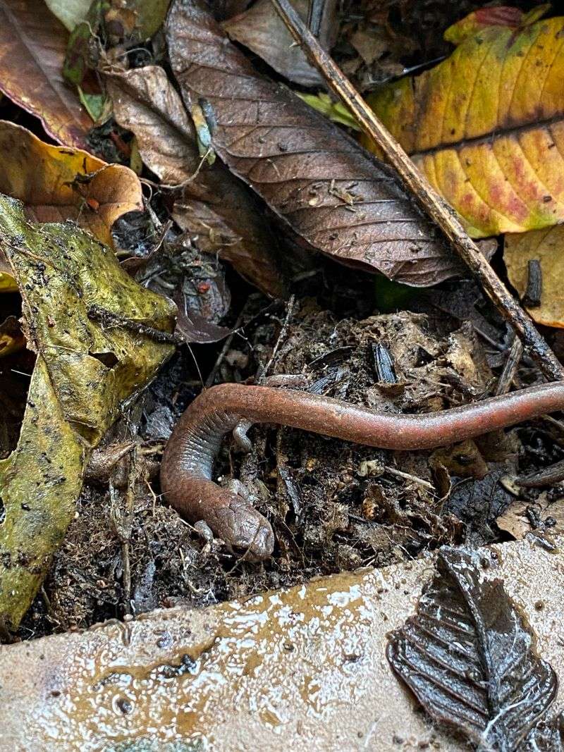 When this hidden salamander may appear