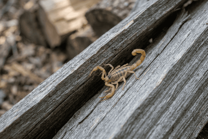 Where scorpions may hide in a Central Texas yard