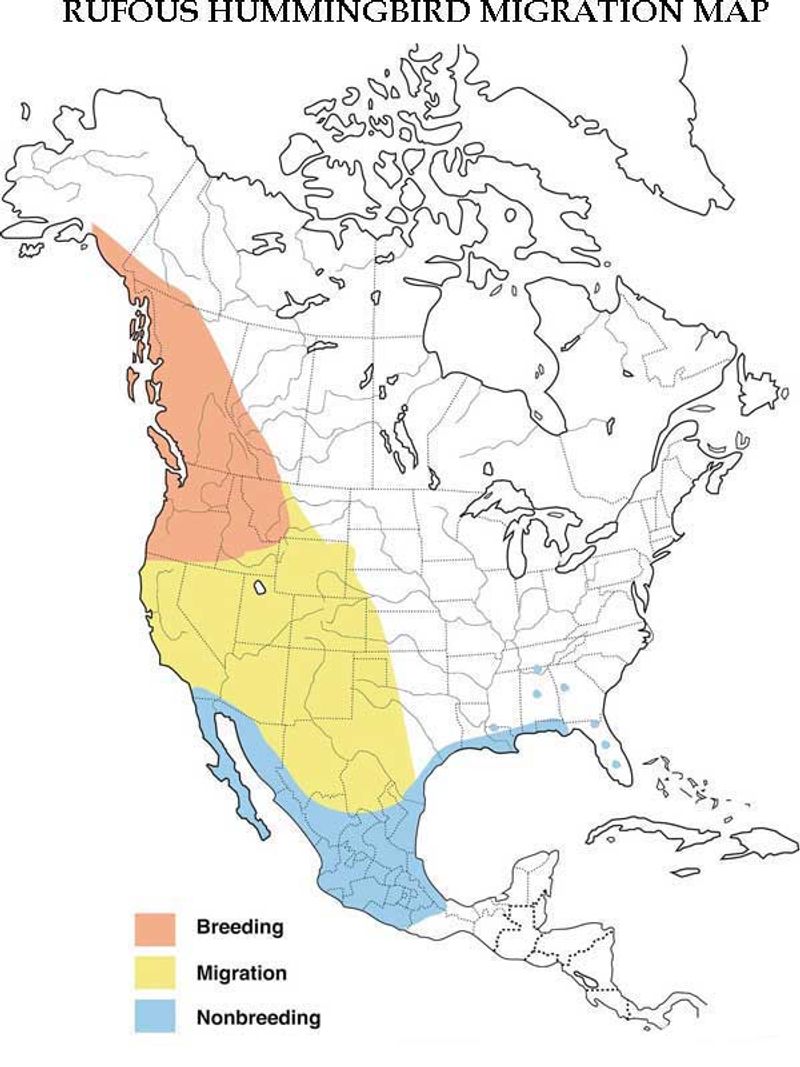 Where some hummingbirds go after summer Where some hummingbirds go after summer