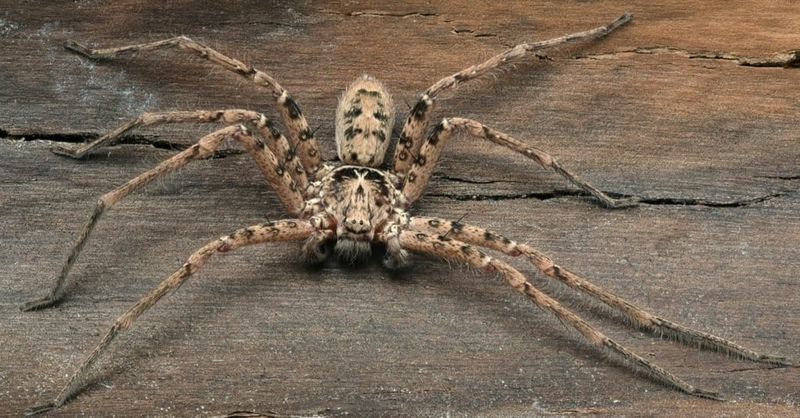 Where this spider fits in Texas Where this spider fits in Texas