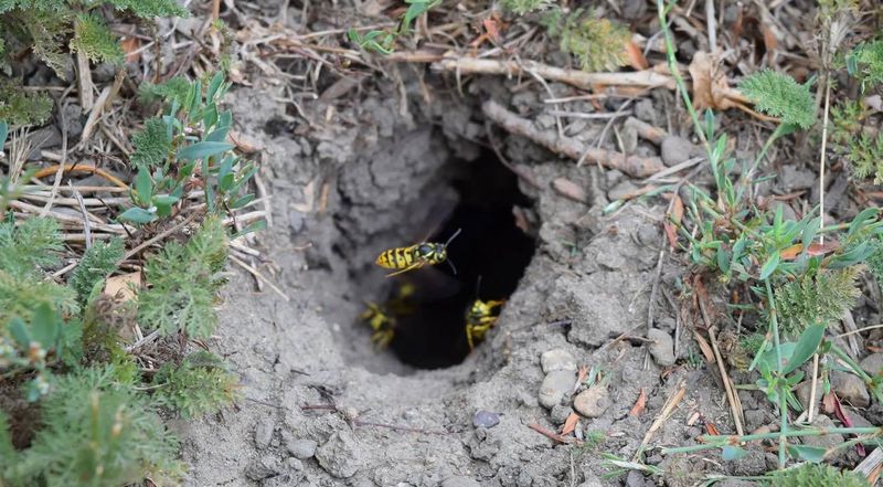 Where to inspect before starting the mower