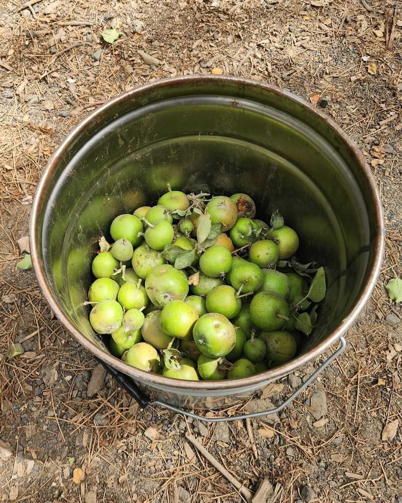 Which California fruits have the strongest evidence behind them?