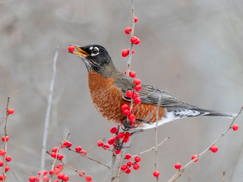 Which birds use beautyberry—and what it cannot provide