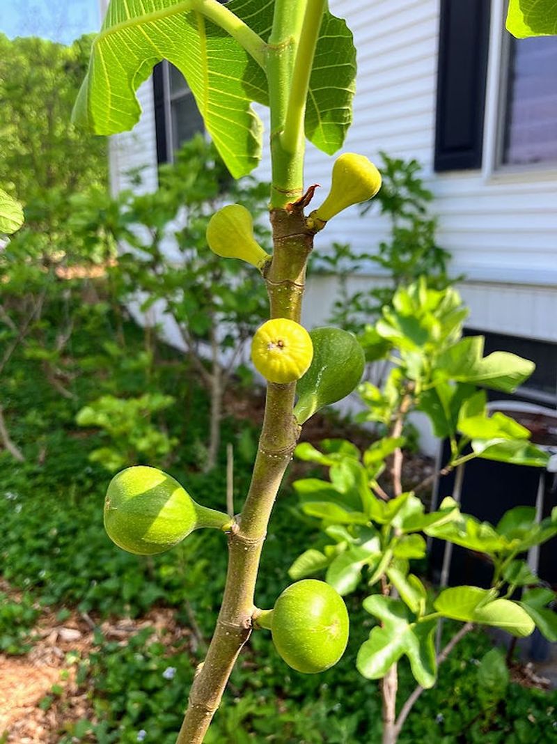 Which branches hold next year’s figs?