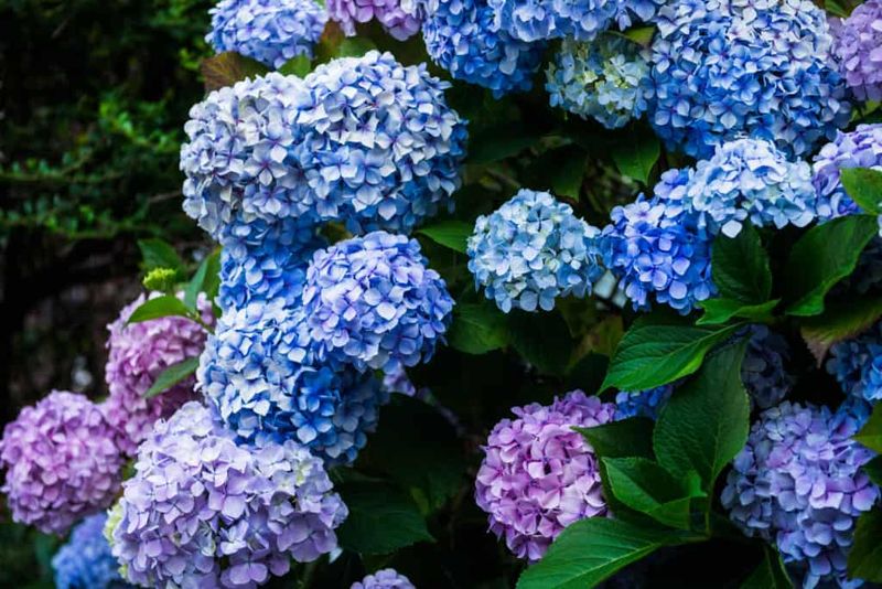 Which hydrangeas face this pruning risk? Which hydrangeas face this pruning risk?
