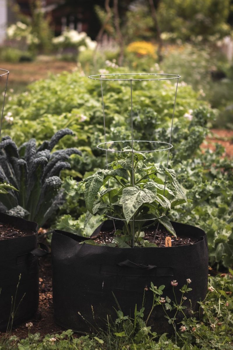Which neighboring plants deserve inspection first?
