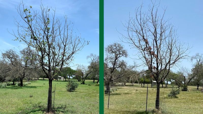 Which oaks need the most caution?