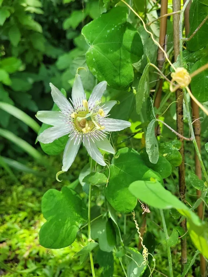 White-Flowered Passionvine