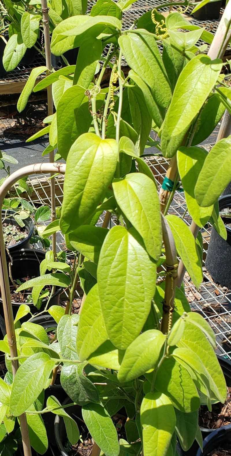 White Passionflower