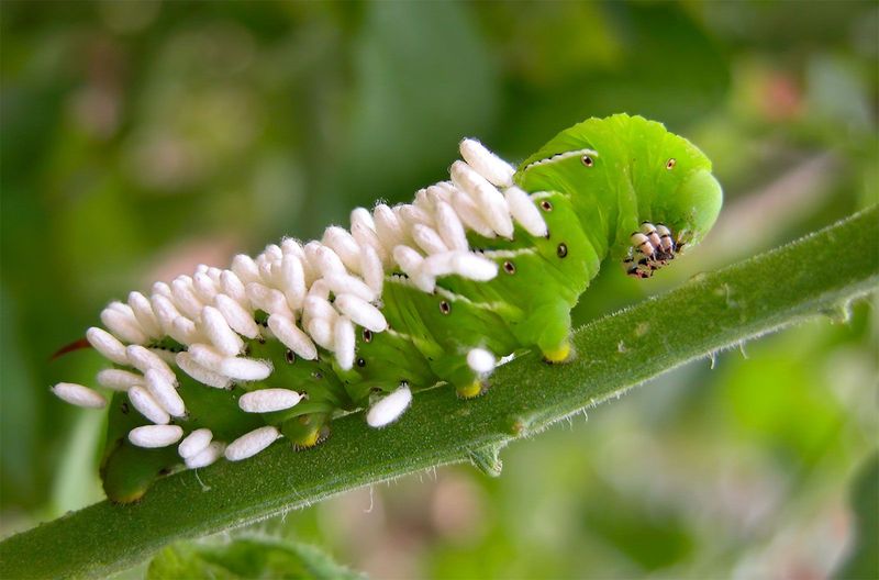 White cocoons mean you should leave that hornworm alone