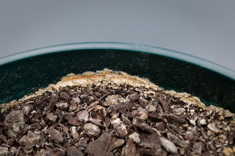 White crust can signal salt or mineral buildup