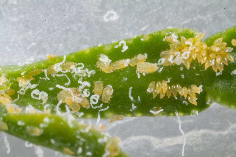 White wax changes the urgency of the diagnosis