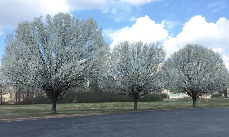 Why Bradford pear became popular—and why it aged poorly