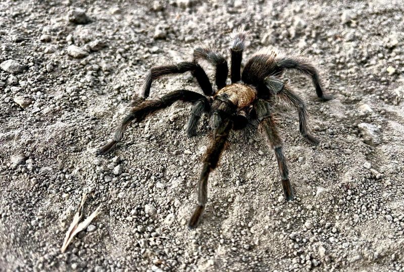 Why California tarantulas may wander in fall Why California tarantulas may wander in fall