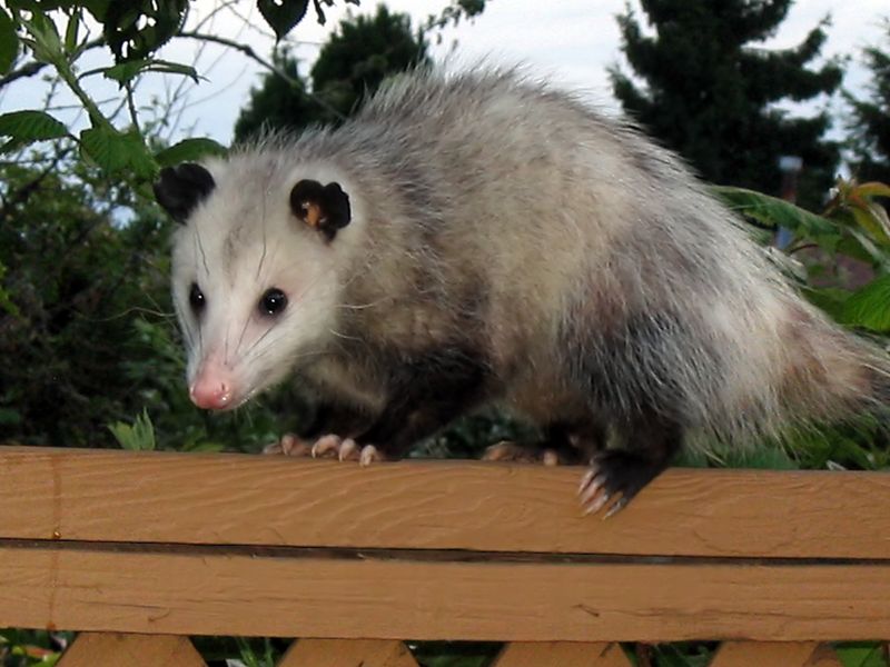 Why Central Texas Yards Can Work as Opossum Habitat