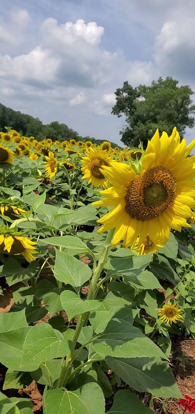 Why Dogwood Farms Is Worth the Trip Why Dogwood Farms Is Worth the Trip