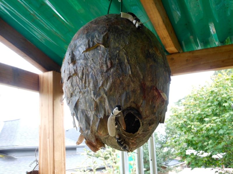 Why Fall Yellowjacket Activity Becomes More Noticeable