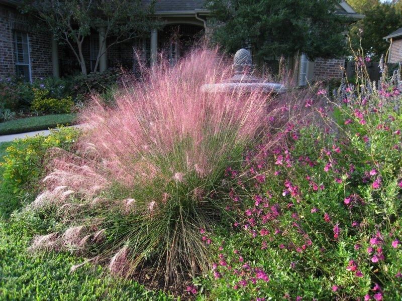 Why Gulf muhly fits a low-care Texas landscape