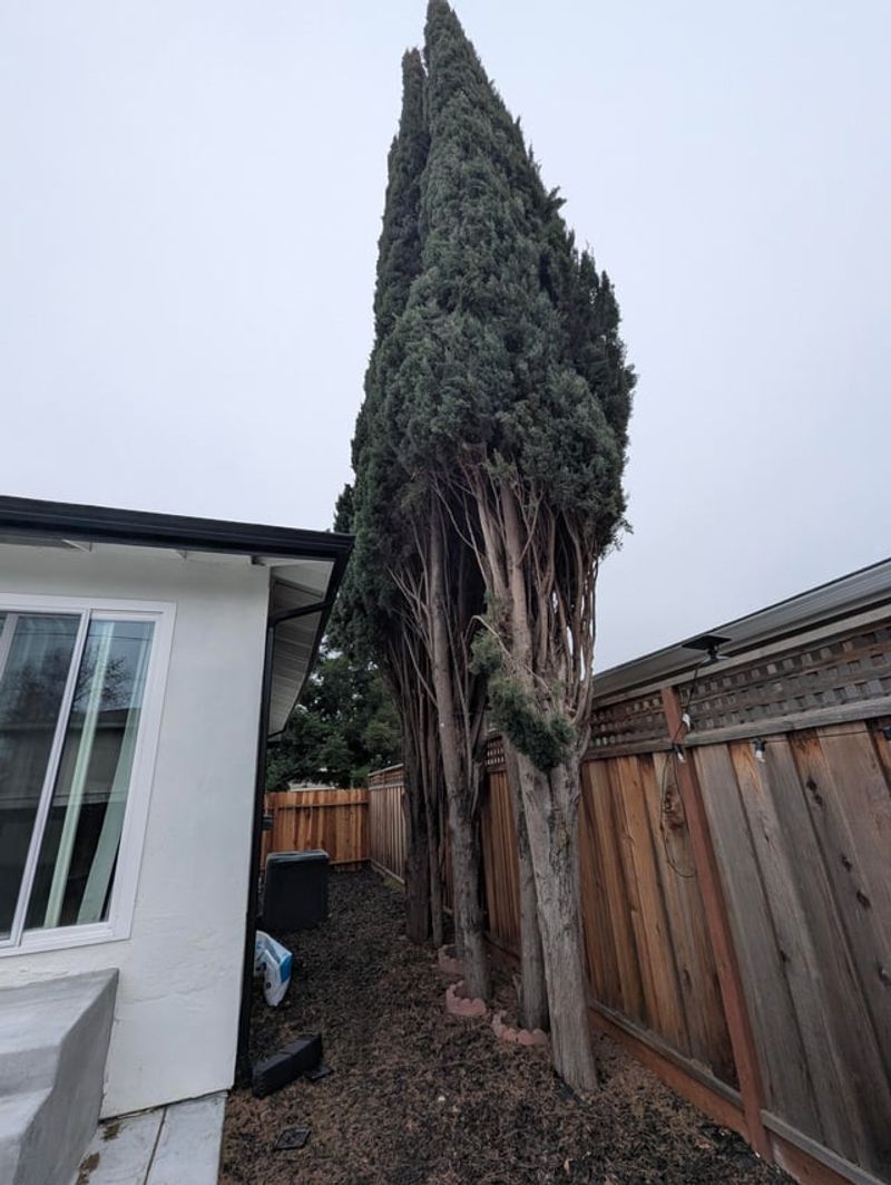 Why Italian cypress can become a serious concern near a California home