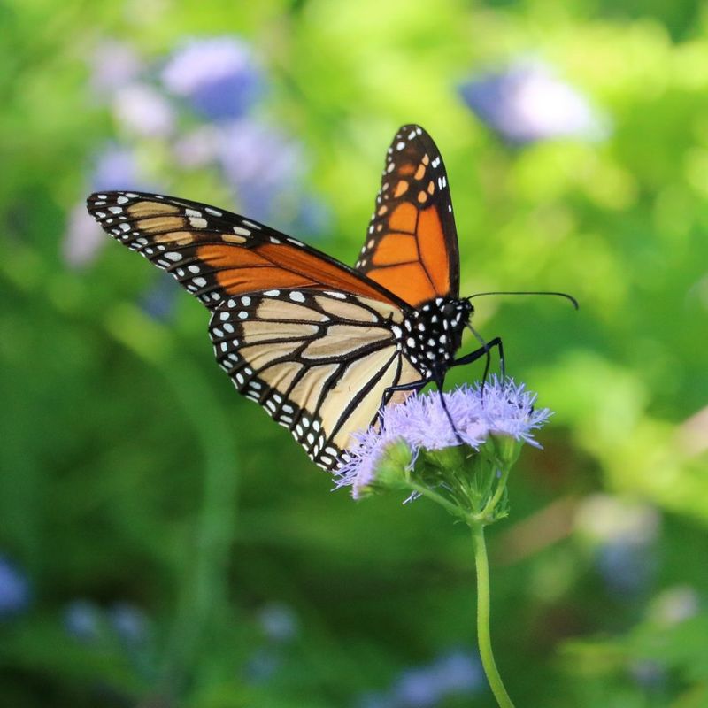Why Its Fall Bloom Helps Migrating Monarchs